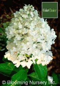 Hydrangea paniculata 'Little Lamb'